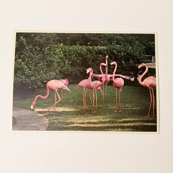 Vintage Lot of 6 Sun Coast  Post Cards Florida St Petersburg Flamingos Beach - Picture 3 of 16